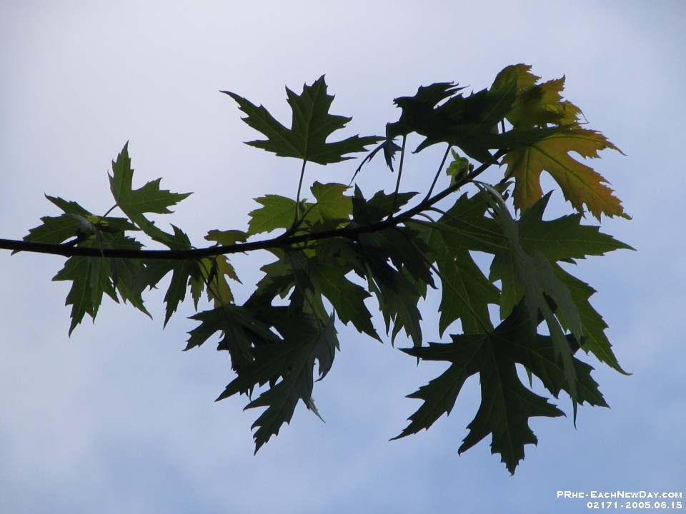02171 - Maple leaves